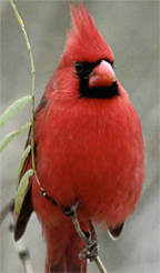 Arizona-cardinal