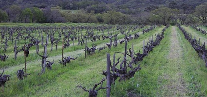 Historic vineyard