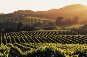 napa-valley-vineyards-wine-grapevines